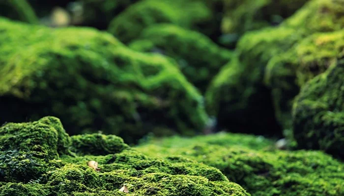 Rocks covered with green moss