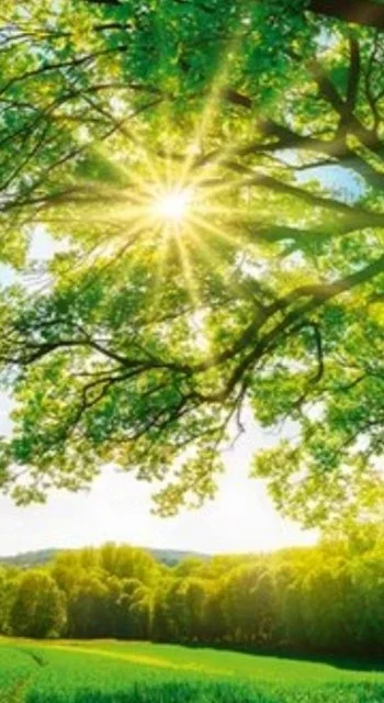 Sun shining threw the tree leaves
